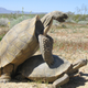Well, okay, maybe these tortoises are banging. Image: Andrew Walde.